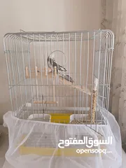  5 كوكتيل وايت فايس بايد ذكر.