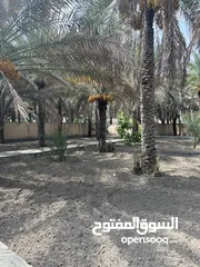  6 مزرعه قائمه للبيع في ولاية إزكي بلدة اليمن