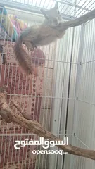  3 سنجاب ذكي ولعوب وجميل للبيع