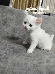  2 قطط شيرازي للبيع موجودين في عناتا