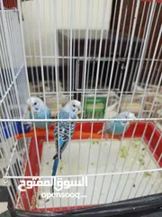  1 طيور حب للبيع