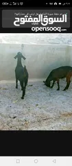  7 سخلتين شاميات