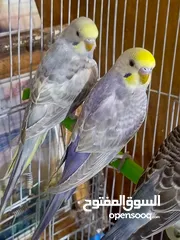  4 زوج طيور حب ريمبو امايات  خشونه ونضافه