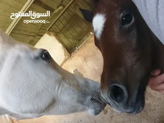  6 مهر عربي اصيل مع اوراق مواليد شهر 4/2025