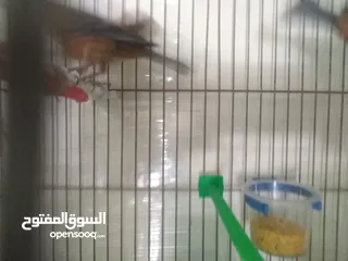  12 طيور كناري لون مخملي  للبيع المستعجل ( اقرأ الوصف جيدا )