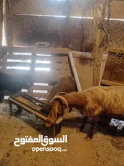  6 عنز ماشاء الله تبارك الرحمن مع سخلات عدد2
