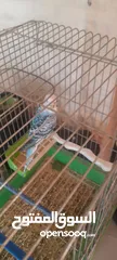  2 جوز حب ازرق واصفر