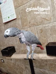  6 طيره كاسكو بالصلاة على النبي