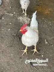  1 دجاج عرب للبيع