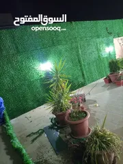  11 عشب صناعي فاخر سجاد مساجد موكيت محلي ومستورد