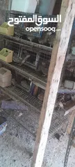  3 بيض فري مخصب للمقاسات  أوزان الأمهات من 250 غرام إلى 350 غرام نسبة تخصيب البض عالية ان شاءالله