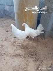  1 دجاج للبيع او تبديل