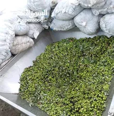  1 زيت زيتون بلدي بعل رومي زيتون اخضر واسود زيت لعام وزيت سنه زيت مضمون ومكفول وافحص وين مبدك