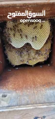  2 لمن يريد عسل طبيعي يخرجه بنفسه من الخليه مباشرة