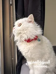  5 بسه شيرازي للبيع هادية ونضييفة