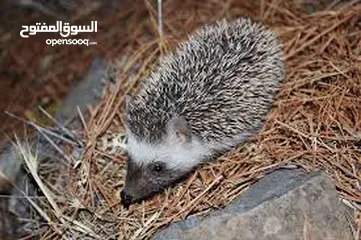  1 قنفذ للبيع...