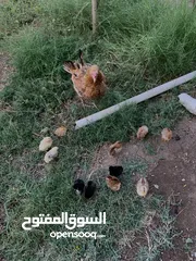  1 دجاجة عرب مع 12 كتكوت عمر اسبوع