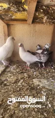  6 زوج حمام مالطي مع فراخه