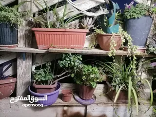  1 نباتات زينة منزلية للبيع بسبب الرحيل