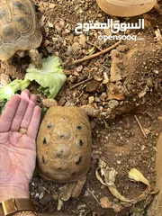  2 سلاحف للبيع
