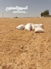  1 تبن لبيع تبن  شعير