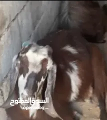  3 صلي على النبي  ماشاء الله شغل حليب  4 معزا 3 ثنايا 1رباعيه السعر 600