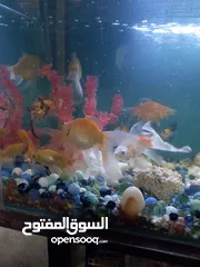  5 سمك جولد فش