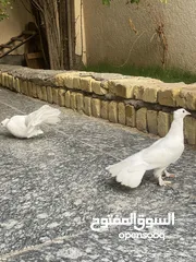  3 زوج  فحله للبيع