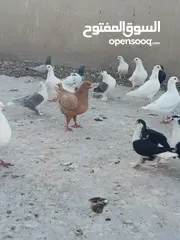  4 حمام فرنسي للبيع الفرنسي و اللاهور  بايع كوم كامل للاستفسار عنهم