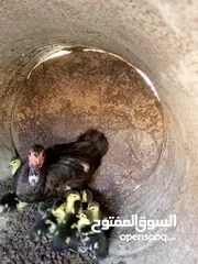  4 بطه مع فراخها