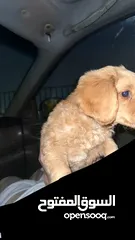  1 كلب فرنسي لعوب منزلي عمره 3 اشهر مآخذ جميع المطاعيم