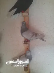  7 تشكيله حلوه طيوىر مقنوة الله يبارك لصاحب النصيب