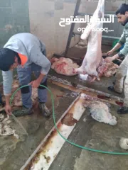  3 ملحمة ومسلخ خاص وأرض "مزرعة" للبيع