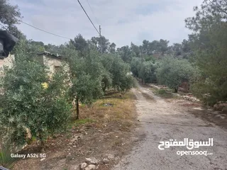  22 مزرعه فاخره تل الرمان منطقه مزارع الخير
