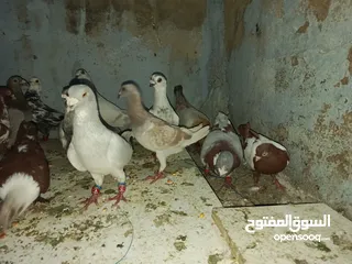  4 حمام للبيع