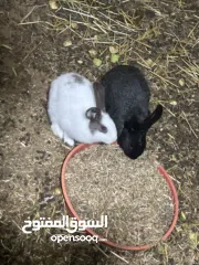  2 ارانب للبيع