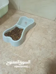  9 قط شيرازي ابيض واسود للبيع مع اغراضه