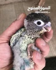  17 فراخ جرين شيك اليفه اقرأ تفاصيل زق يدوي اليفات تركواز  واناناس  ونورمال محجلات من انتاجي