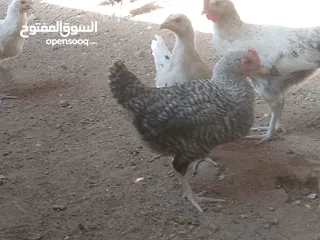  5 فراخ للبيع