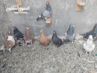  1 9 طيور بلديات فيهن مصري اصفر