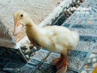  3 بطه فرخ عمرها شهر