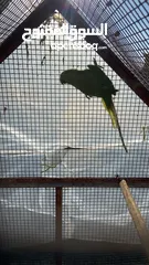  1 ذكر دراره للبيع او بدل علا انثا روز