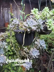  5 قوار نباتات زينه منزليه عصاريات