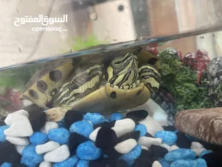  5 Turtles with Aquarium