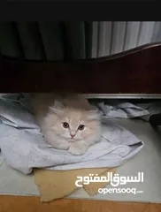  2 قط ذكر شعر طويل أطراف قصيره لون كرميل مميز العمر 3 أشهر
