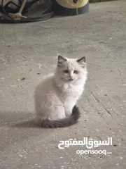  2 قطط هملايا بعمر شهر
