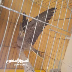  3 جوز كوكتيل نخب تحتهم بيض مع قفص كاسكو حجم كبير سعر حررررق