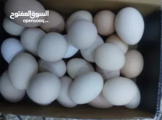  1 بيض دجاج عرب ملقح