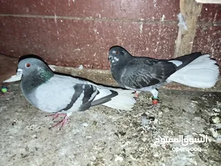  11 كشميري هومر مكابي بوز احلس بواقي 4 مصري نوري حلبي سكسفوني باكستاني يهودي.جواز و كوم طيور كش و زق