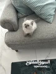  4 قطط هيمالايا Himalayan kittens